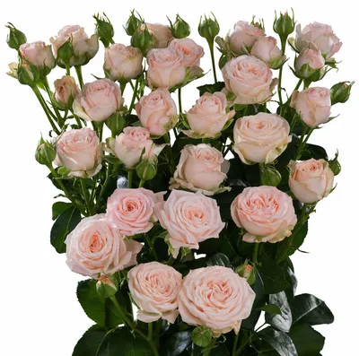 Фото розы мелкого размера на ваш выбор