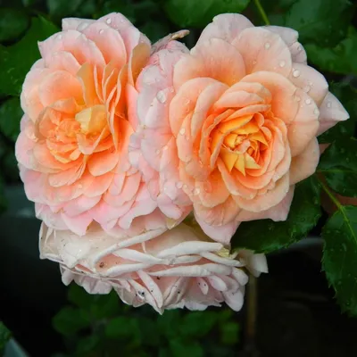 Картинка кустовой розы: выберите размер изображения