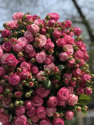 Красивая фотка мелкой кустовой розы