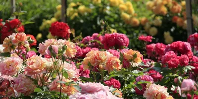 Изображение розы мелкого размера: выберите формат для скачивания