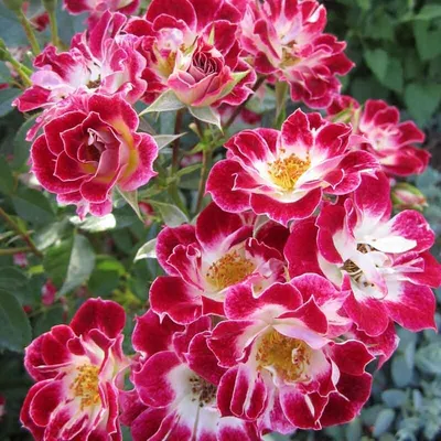 Мелкая кустовая роза в качественном изображении