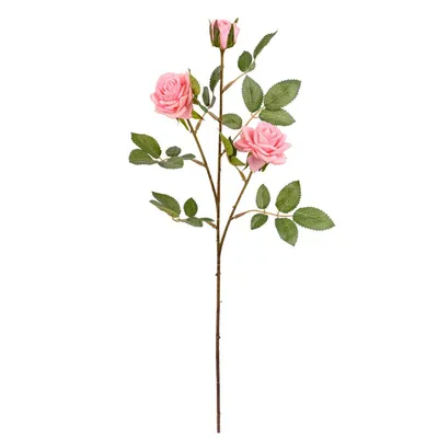 Кустовая роза: фотография с возможностью выбора размера