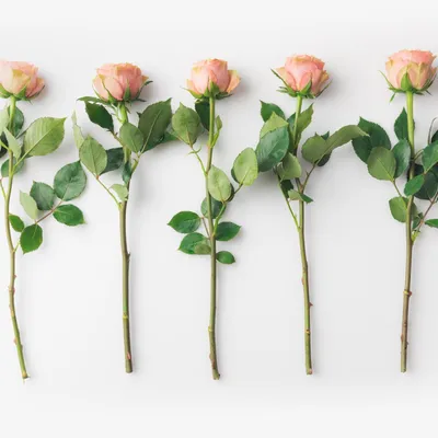 Мелкая кустовая роза: фотография для скачивания в разных форматах