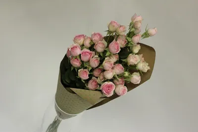 Фотография розы маленького куста для вашего выбора