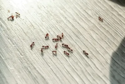 Мелкие муравьи в квартире  фото
