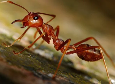 Фото мелких муравьев в квартире: новые изображения