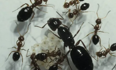 Фото мелких муравьев в квартире: скачать в формате PNG