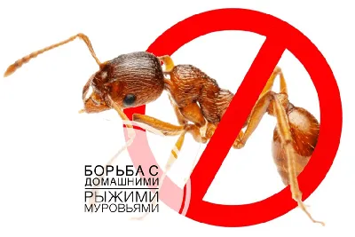 Фото мелких муравьев в квартире: скачать в формате JPG