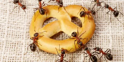 Фото мелких муравьев в квартире: скачать бесплатно