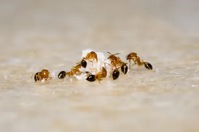 Фото мелких муравьев в квартире: картинки в HD качестве