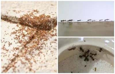 Фото мелких муравьев в квартире: выберите формат скачивания (JPG, PNG, WebP)