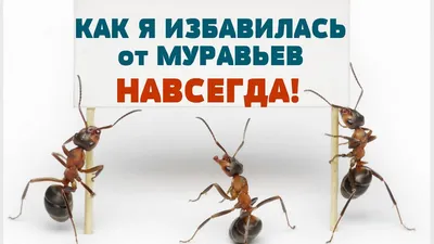 Увлекательные снимки мелких муравьев: исследование насекомых в квартире