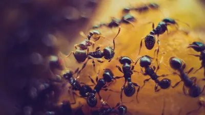Фото мелких муравьев в квартире: уникальные моменты из жизни насекомых