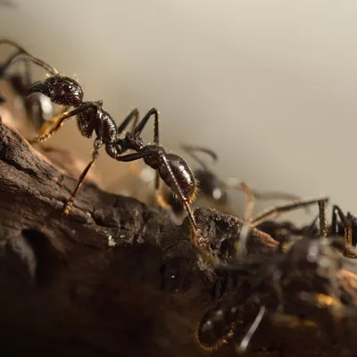 Красивые фото мелких муравьев в квартире