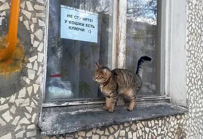 Изображения в высоком качестве