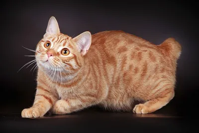 Картины Мэнкс: изящные и мощные кошки