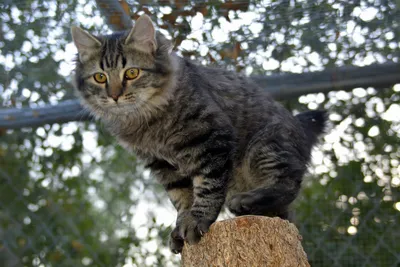 Мэнксы: самые красивые фото котов в интернете
