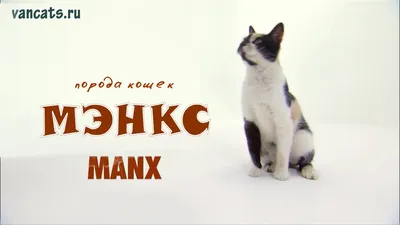 Кошки породы Мэнкс: фото, которые помогут вам выбрать котенка