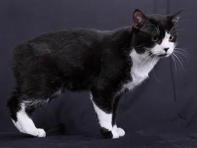 Картинки Мэнкс: кошки с мощными лапами