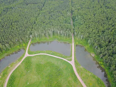 Прекрасные фотографии Мещерского леса для оформления рабочего стола