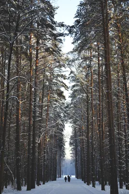 Зеленый рай: Мещерский лес парк на фото