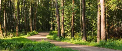 Оазис спокойствия: Мещерский лес парк на фото