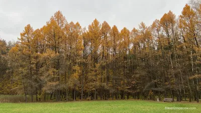 Фотографии Мещерского леса парка: вдохновение и красота