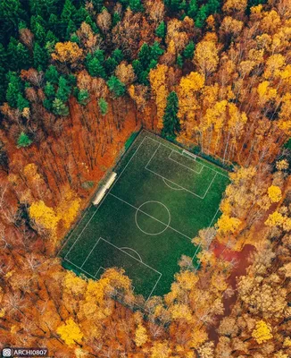 Удивительные фотографии Мещерского леса в стиле арт