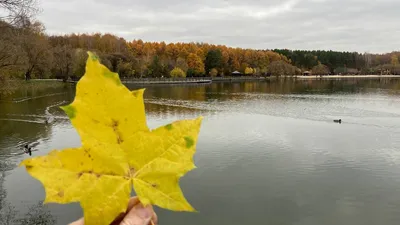 Фотография Мещерского леса на рабочий стол: привлекательный фон