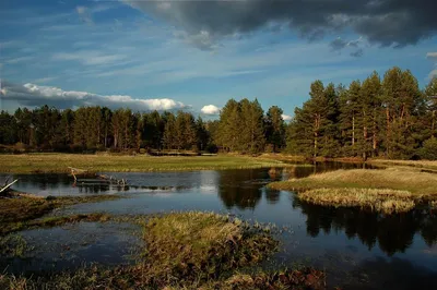 Фотографии Мещерского леса: погружение в живописный мир природы.