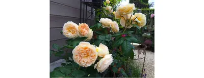 Фотография места прививки у розы: отражение естественной красоты