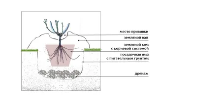 Фото места прививки у розы: выберите свою любимую композицию