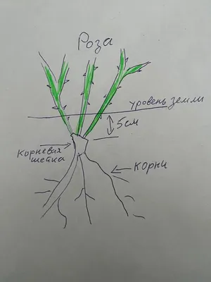 Фотография места прививки у розы: красота в деталях