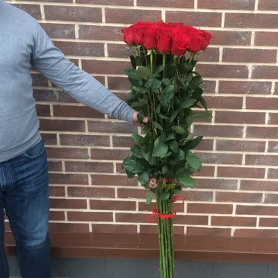Изображение роз Метровые розы: выберите формат и скачайте