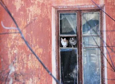 Великолепные фотографии кошек: скачивайте в формате, который вам нравится