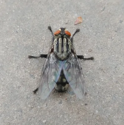 Мясная муха  фото