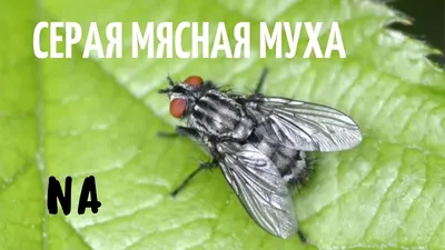 Фотографии мясной мухи: взгляд изнутри