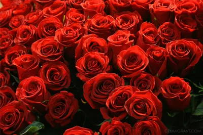 Фотографии миллиона алых роз: выберите свой формат