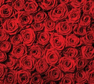 Миллион великолепных алых роз