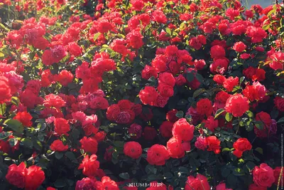 Красивые фото алых роз на любой вкус