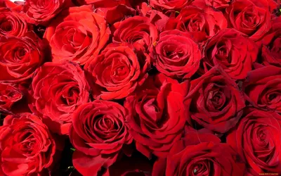 Великолепные алые розы: фотографии высокого качества