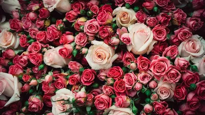 Россыпь алых роз: выберите нужный размер фото
