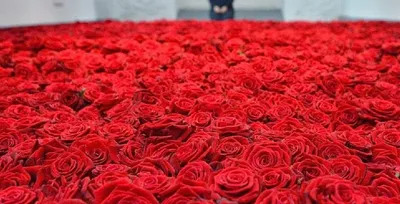 Фото роз: миллион алых красавиц