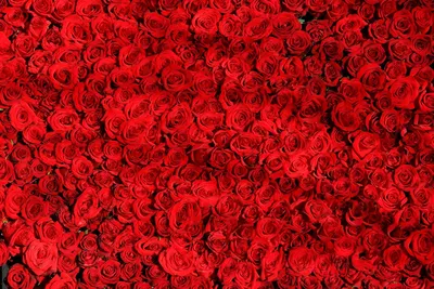 Уникальные розы: фото, картинка, изображение
