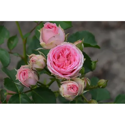 Изображение Мими эден роза в формате png для использования в презентации