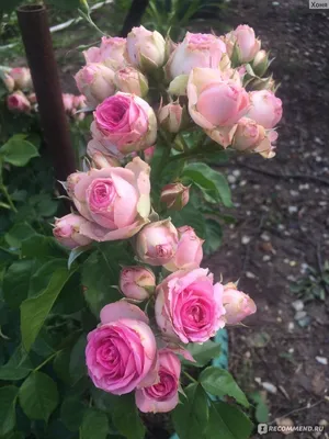 Фотка Мими эден роза для использования на сайте