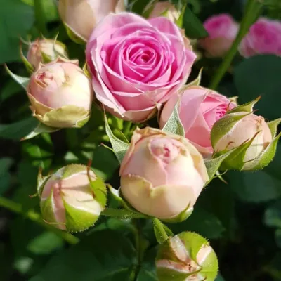 Фото Мими эден роза в формате jpg для создания открытки