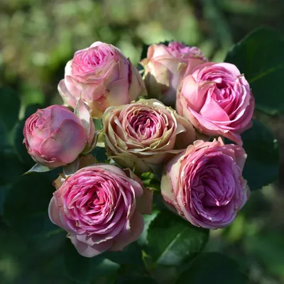 Фото Мими эден роза в формате jpg для дизайна интерьера