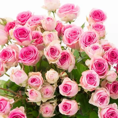 Изображение Мими эден роза в формате webp для использования в социальных сетях