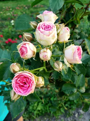 Фотография Мими эден роза с высокой четкостью